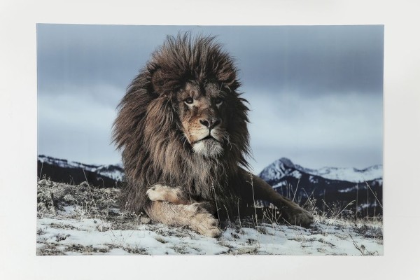 Bild Glas Proud Lion 180x120cm