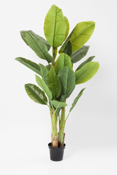 Deko Pflanze Banana Tree 180cm